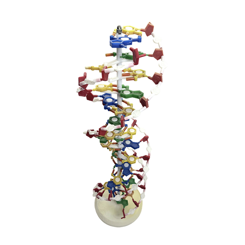 Modèle d'ADN, modèle d'ADN à double hélice, modèle médical à double hélice de couleur ADN