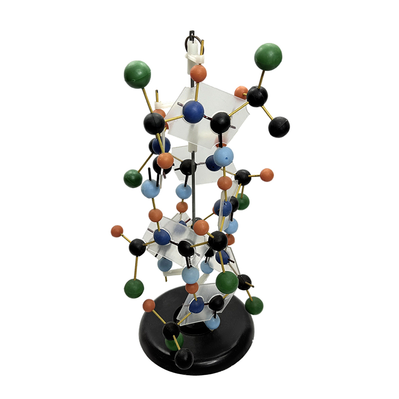 Modèle biologique de modèle de structure d'ADN de matériel éducatif 