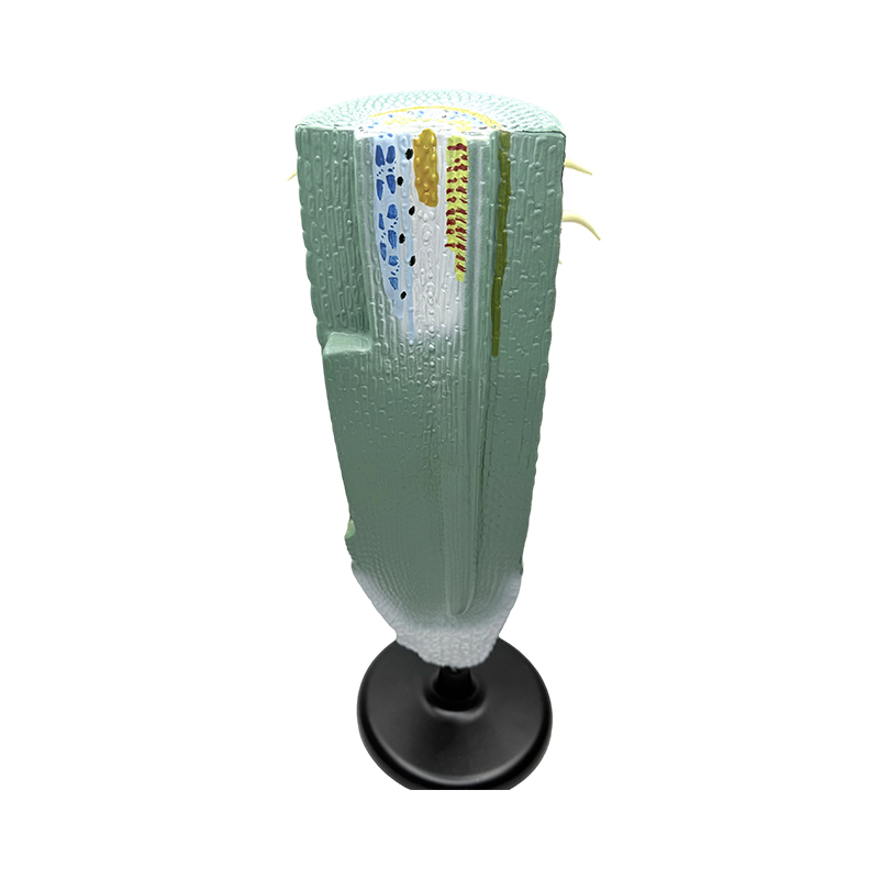 Modèle de coupe longitudinale de racine de plante d'équipement éducatif/modèle anatomique modèle de racine de plante