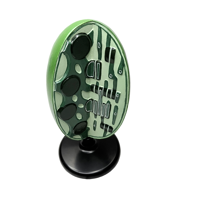 Modèle d'enseignement de la biologie au premier cycle du secondaire, instrument de laboratoire de biologie, expérience de microstructure végétale, modèle de chloroplaste organelle