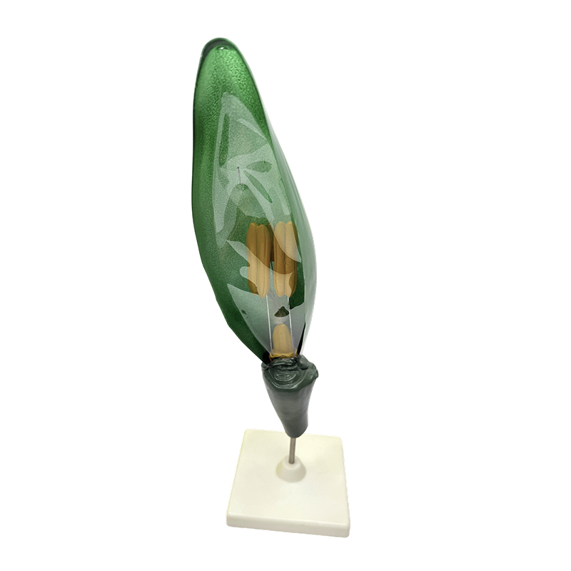Modèle d'enseignement des plantes, modèle de fleur de blé pour l'enseignement de la biologie au collège et au lycée