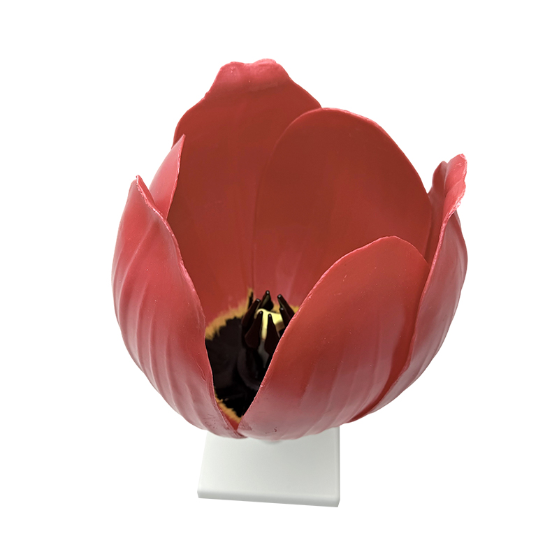 Modèle de fleur parfumée Yujin pour l'enseignement scolaire