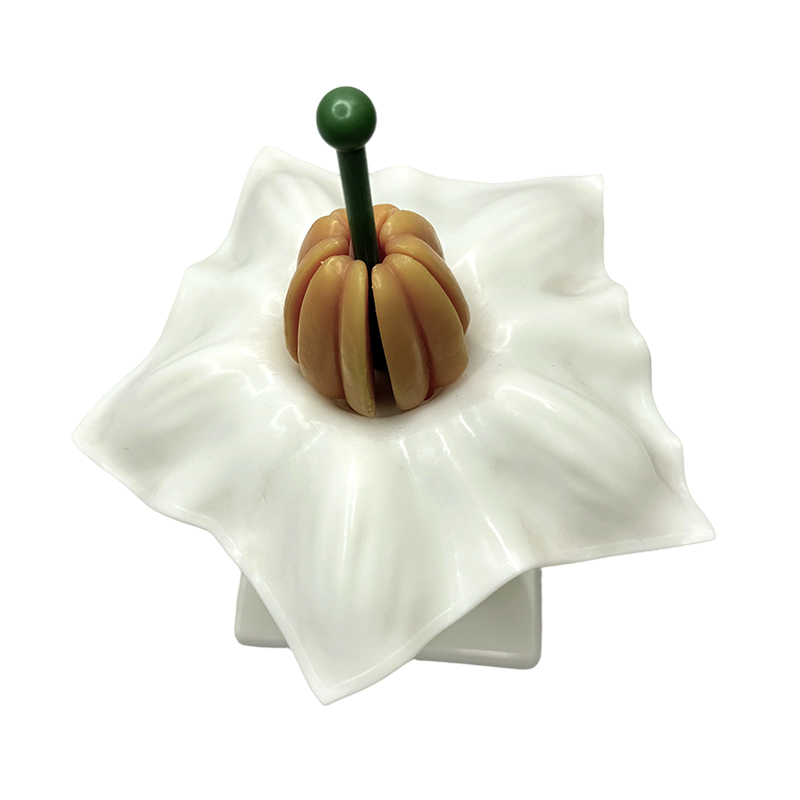 Modèle de fleur de pomme de terre, mode d'enseignement de la biologie