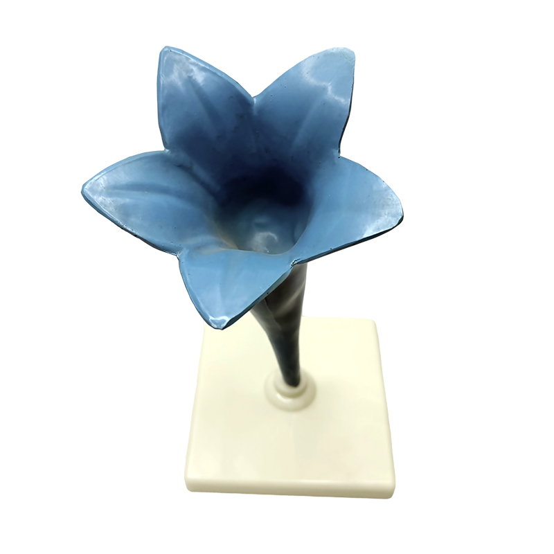 Modèle de fleur parfumée Yujin pour l'enseignement scolaire