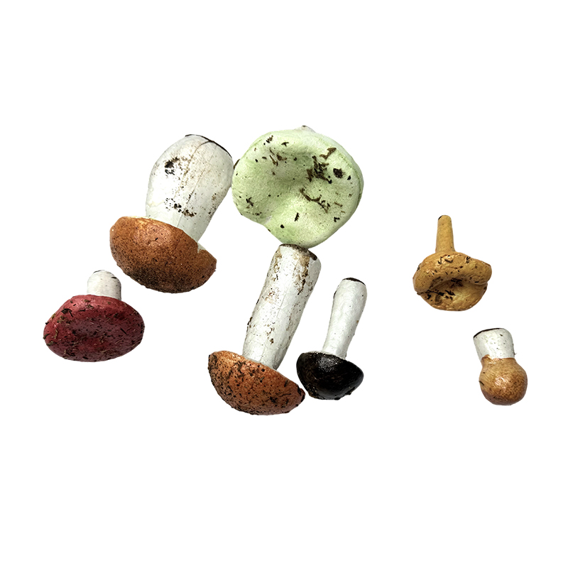Ornement de champignon de simulation d'enseignement de matériel éducatif