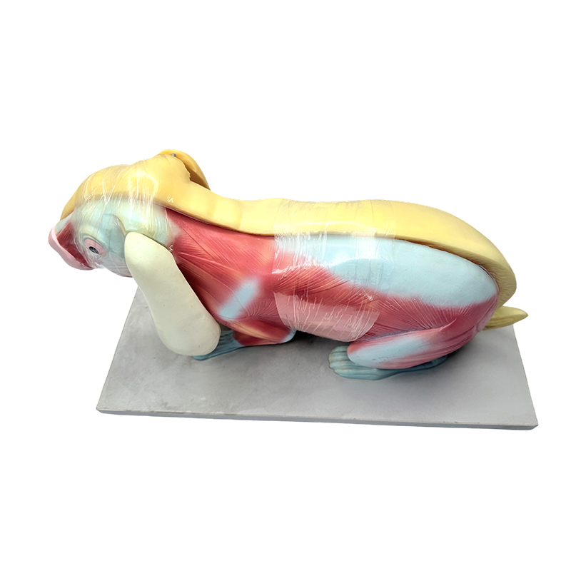 Modèle d'enseignement de la biologie, modèle d'anatomie du lapin