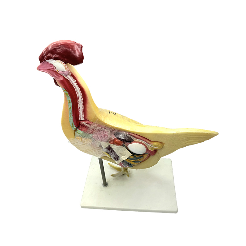 Modèle de poulet, université naturelle, sciences médicales, modèle d'enseignement de la biologie, instrument d'enseignement, modèle d'anatomie de la volaille