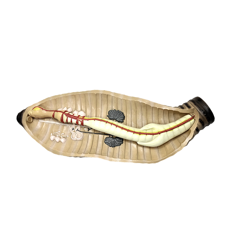 Instrument d'enseignement de la biologie pour collège et lycée, modèle anatomique de ver de terre