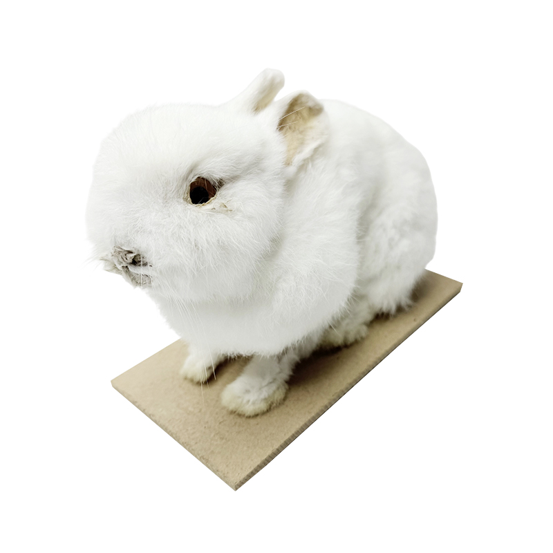 Modèle de lapin / spécimen / science