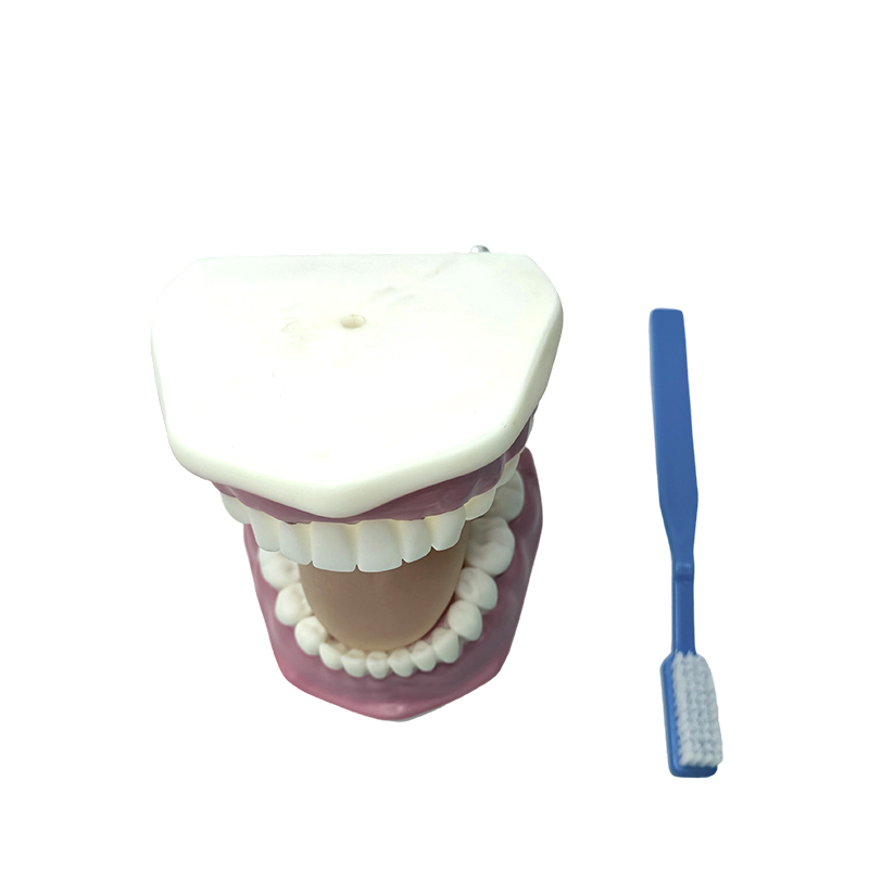 Modèle de dent utilisé pour démontrer l'utilisation des brosses à dents par les enfants pour se brosser les dents