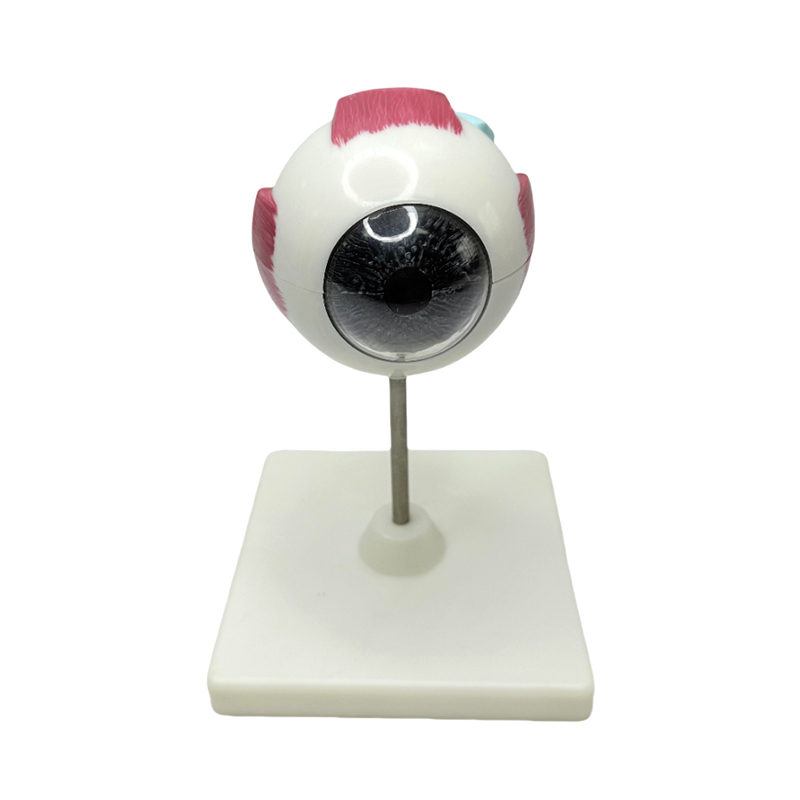 Modèle d'anatomie oculaire, instrument d'apprentissage médical, modèle d'anatomie oculaire grossissant 3x