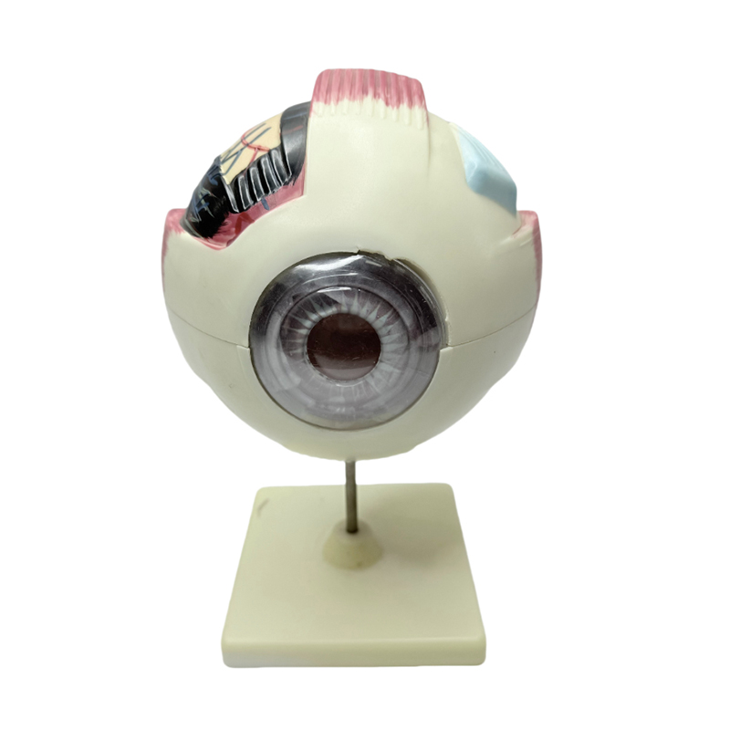 Modèle d'anatomie oculaire, instrument d'apprentissage médical, modèle d'anatomie oculaire grossissant 6x