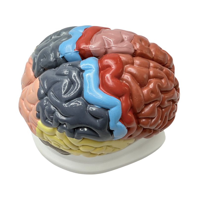 Les outils pédagogiques couleur 1:1 détachables affichent les zones fonctionnelles du cerveau, les couleurs anatomiques et les modèles de cerveau en couleur.