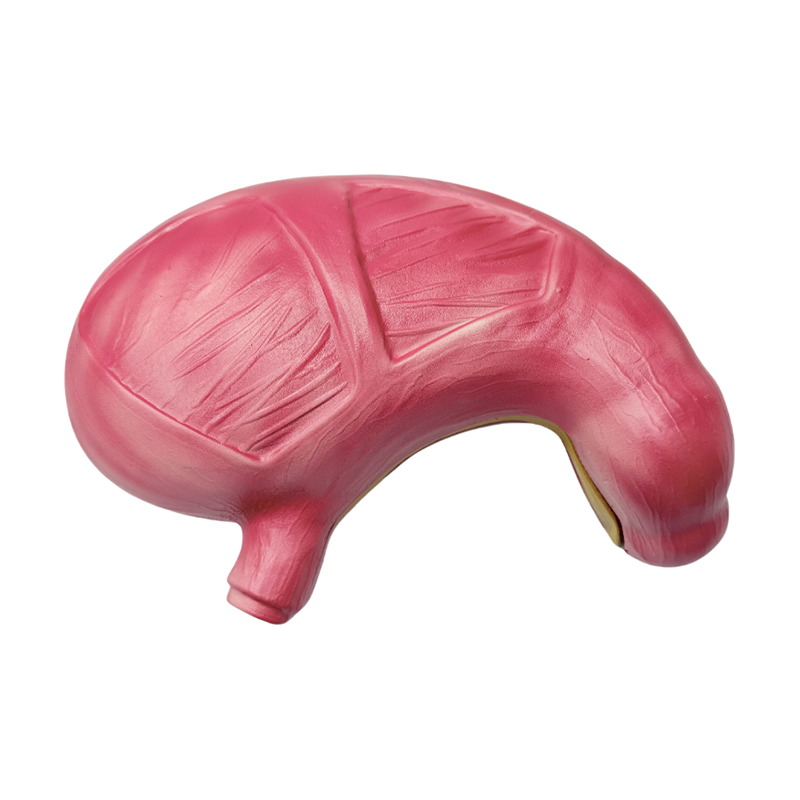 Modèle anatomique médical d'anatomie d'estomac d'organes de système digestif humain