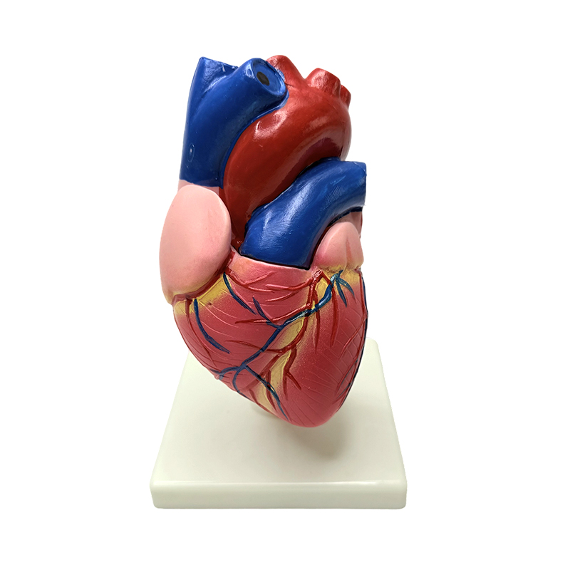 Anatomie des organes du corps humain, modèle de structure cardiaque de taille naturelle