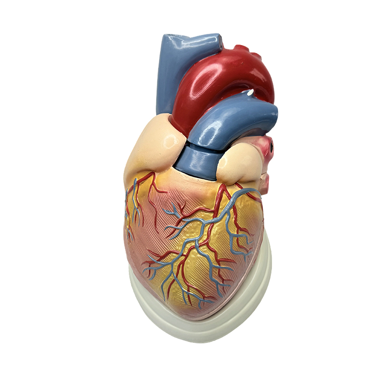 Modèle d'anatomie 3X pour enseignement des sciences médicales, modèle de cœur humain