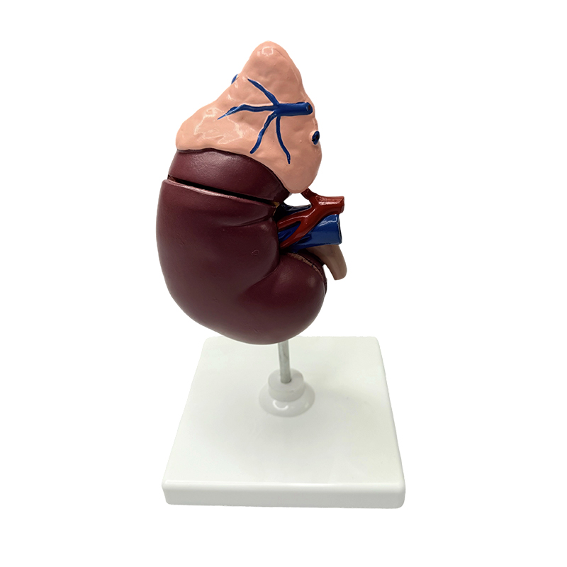 Modèles rénaux et surrénaliens, modèle anatomique du corps humain, modèle médical, enseignement anatomique