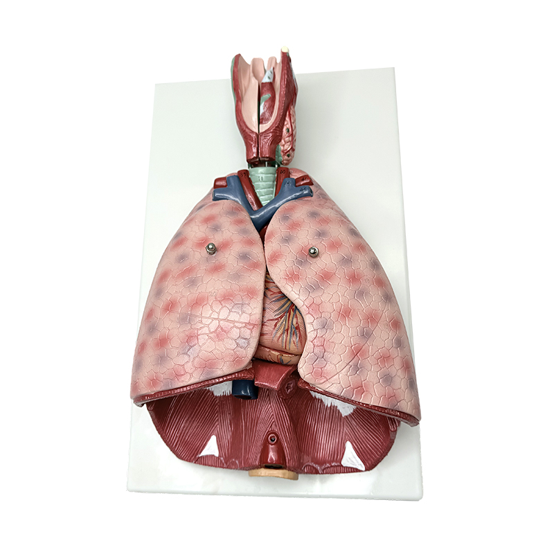 Modèle d'anatomie pulmonaire avec larynx (7 parties), modèle d'enseignement médical humain, modèle anatomique humain