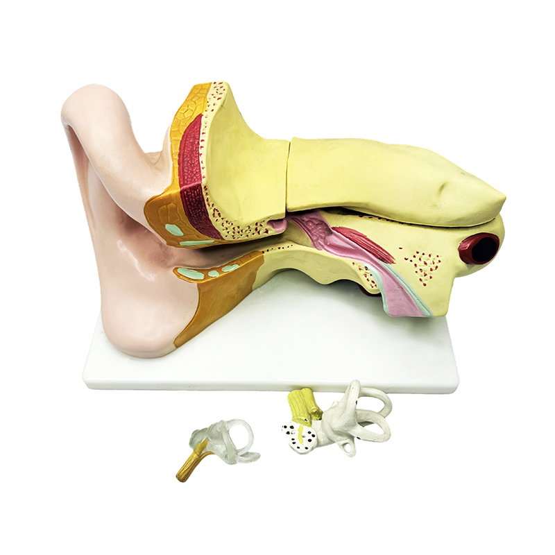 Modèle d'anatomie de l'oreille humaine, modèle d'anatomie de l'oreille