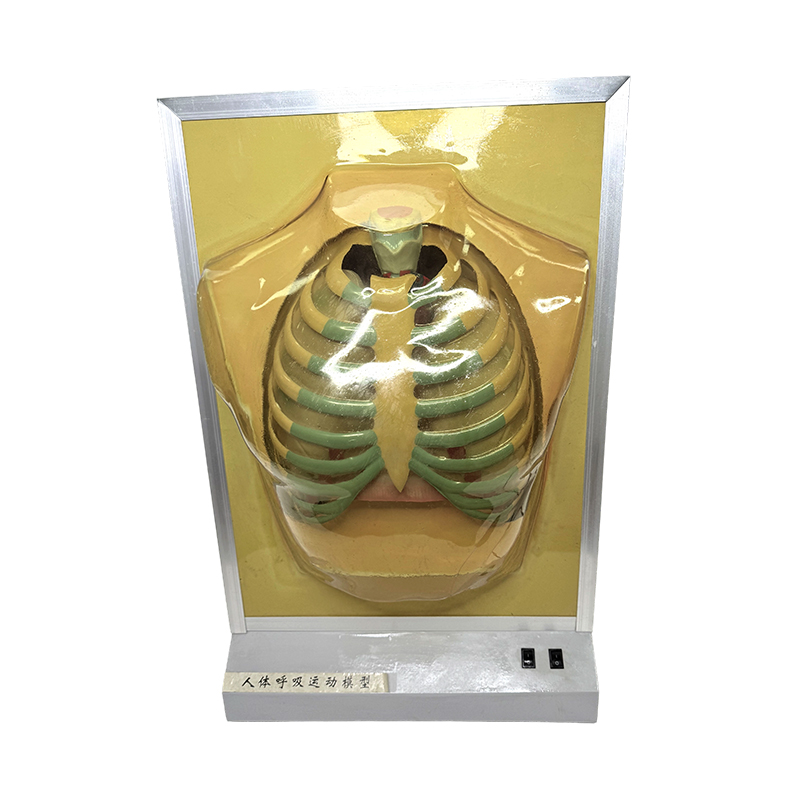 Matériel pédagogique, modèle d'organe humain, modèle d'anatomie pulmonaire, matériel pédagogique, simulateur de mouvement respiratoire