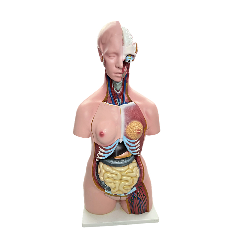 Démonstration du sexe du corps humain, simulation de modèle de torse des organes humains, enseignement de l'anatomie médicale de 85 cm
