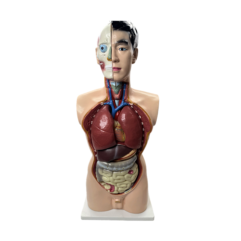 Modèle d'anatomie médicale modèle de torse masculin de 85 cm