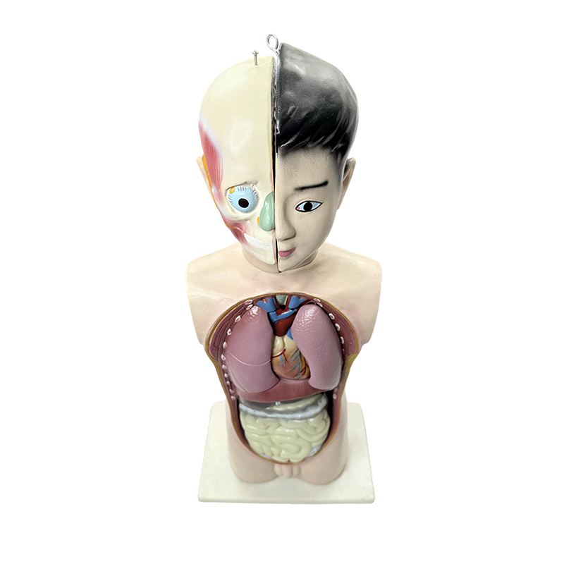 Modèle de torse demi-corps d'adolescent humain, modèle de torse anatomique de biologie médicale de 65cm