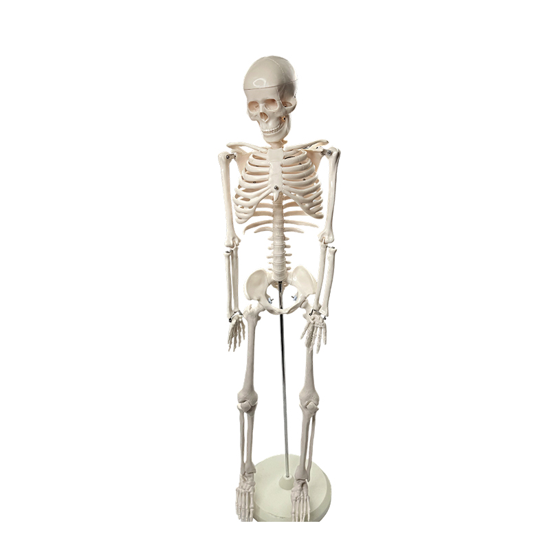 Modèle de squelette humain 85cm