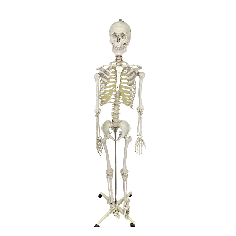 Modèle de squelette humain 170cm