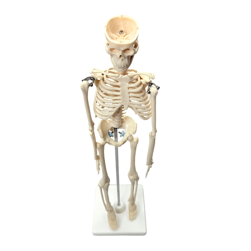 Modèle de squelette humain 42cm