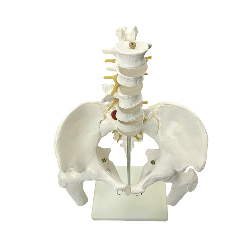 Enseignement médical du modèle d'anatomie des os pelviens humains
