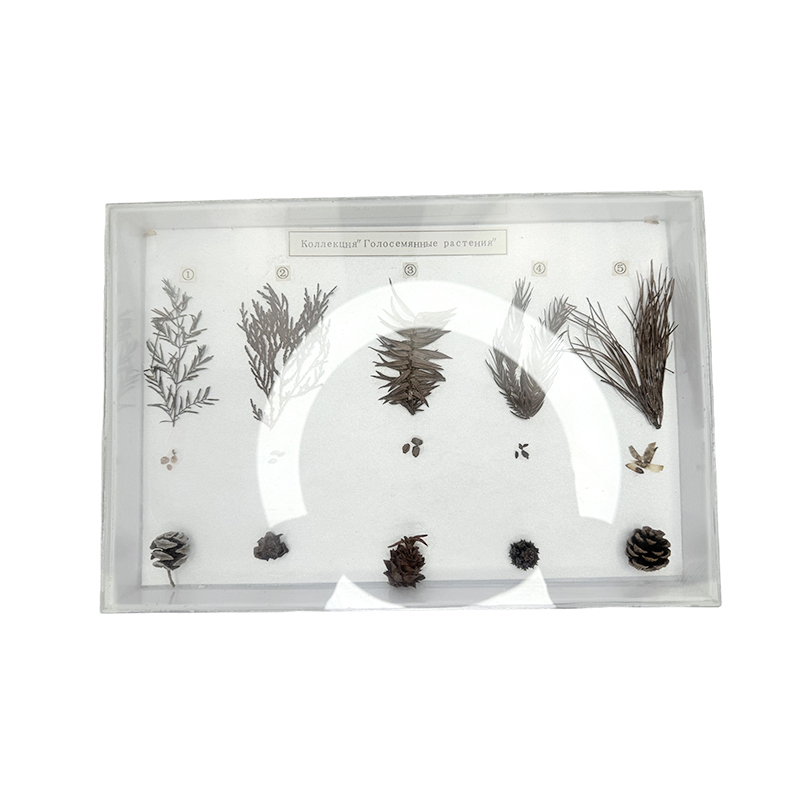 Spécimens de gymnospermes