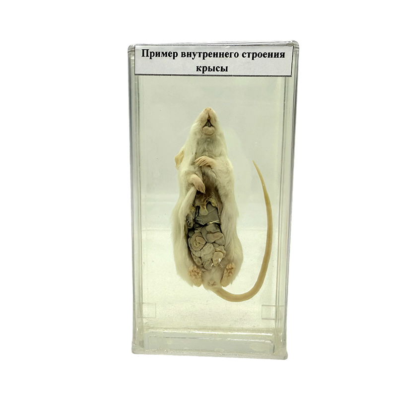 Spécimen anatomique de rat