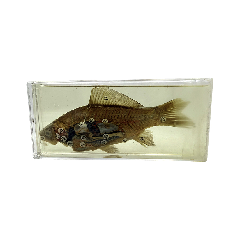 Spécimens biologiques à des fins d'enseignement et de recherche, spécimens de poissons
