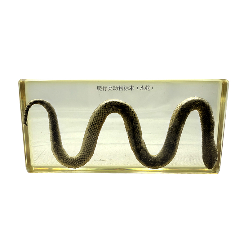 Spécimens biologiques de serpents d'eau