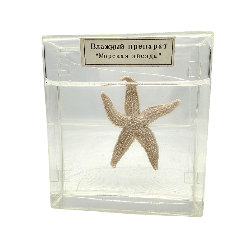 Spécimen biologique d'étoile de mer