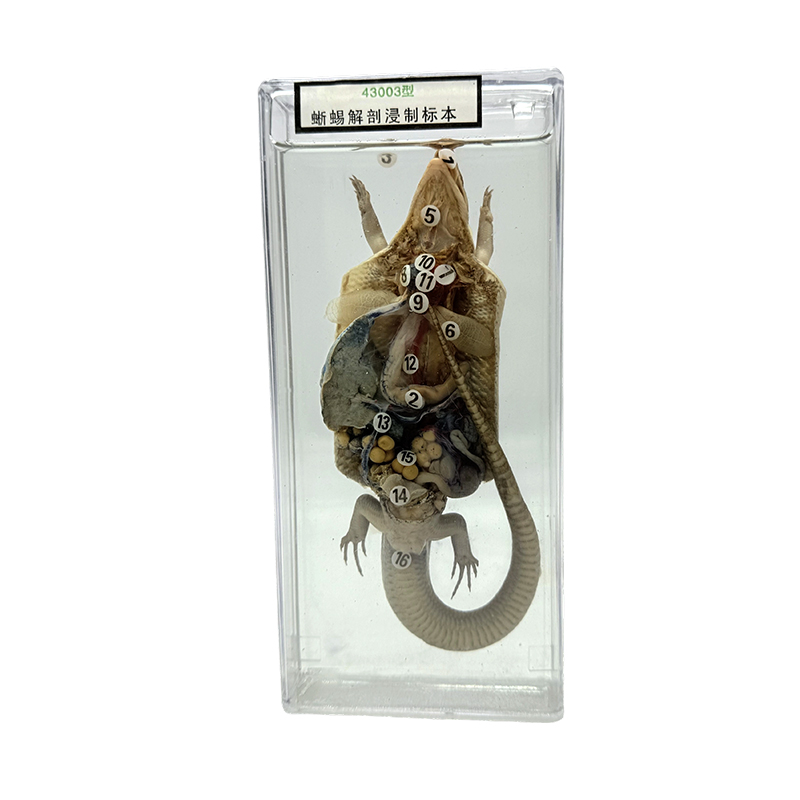 Spécimens d'anatomie animale exposés dans l'enseignement scolaire, spécimens d'anatomie de lézard