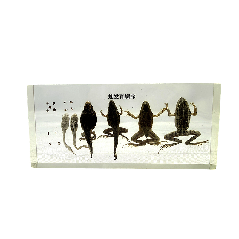 Spécimen de développement de grenouille, anatomie animale, spécimen biologique