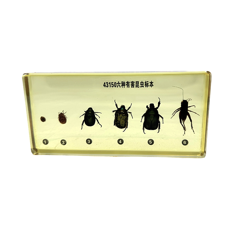 Spécimens d'insectes (ravageurs) utilisés pour l'enseignement scolaire