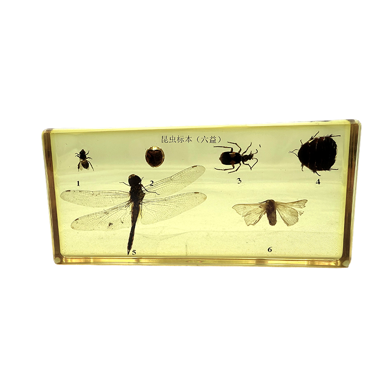 Spécimens d'insectes (insectes utiles) utilisés pour l'enseignement scolaire