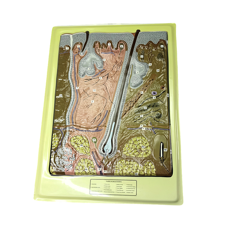 Modèle de peau en relief