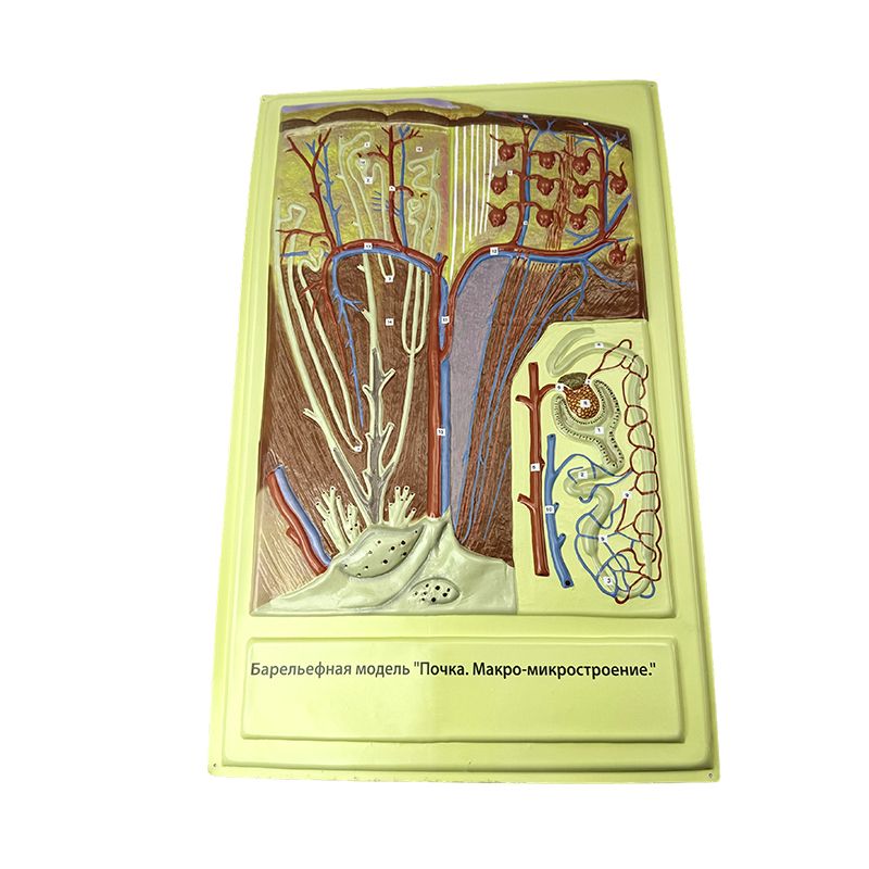 Modèle en relief des villosités intestinales