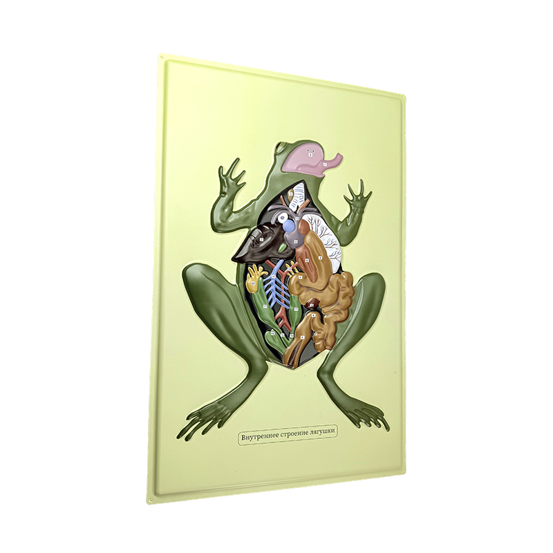Modèle en relief d'une grenouille anat