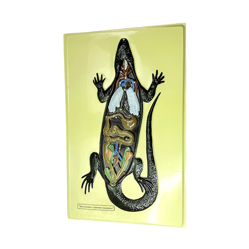 Modèle en relief de lézard